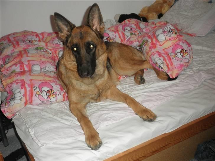 Schæferhund Team Sufra Fanti <3 billede 2