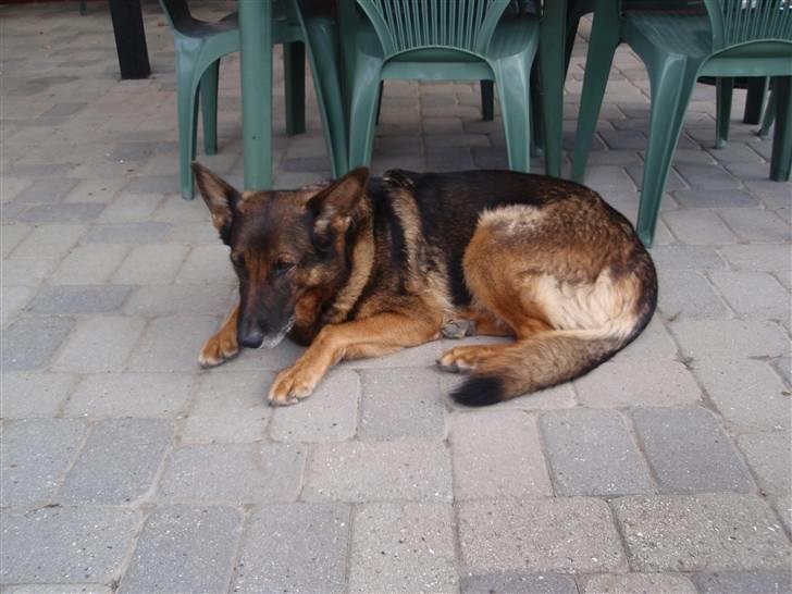 Schæferhund Sussi <3 billede 3