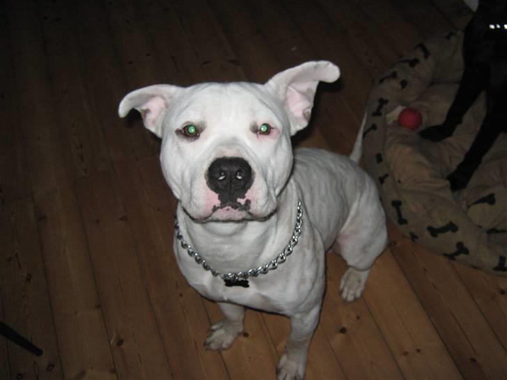 Amerikansk staffordshire terrier neo billede 11