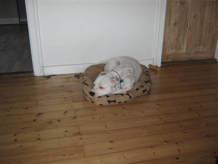 Amerikansk staffordshire terrier neo billede 12