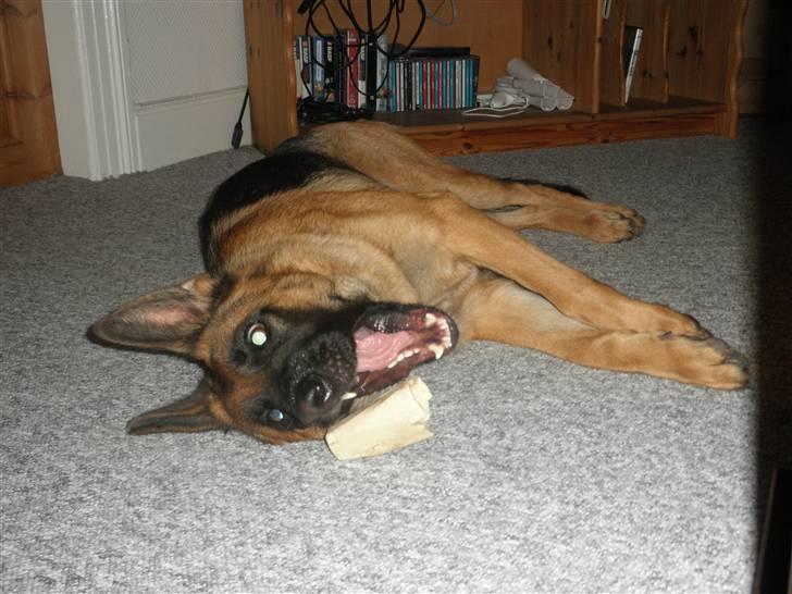 Schæferhund Team Sufra Fanti <3 billede 3