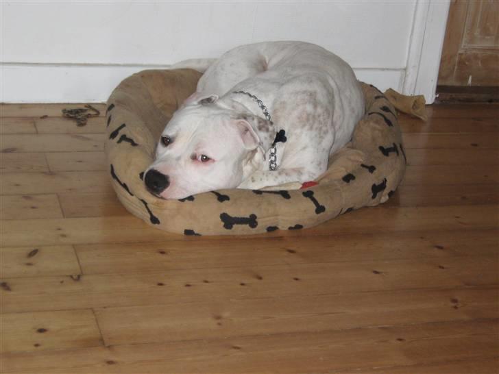 Amerikansk staffordshire terrier neo billede 13