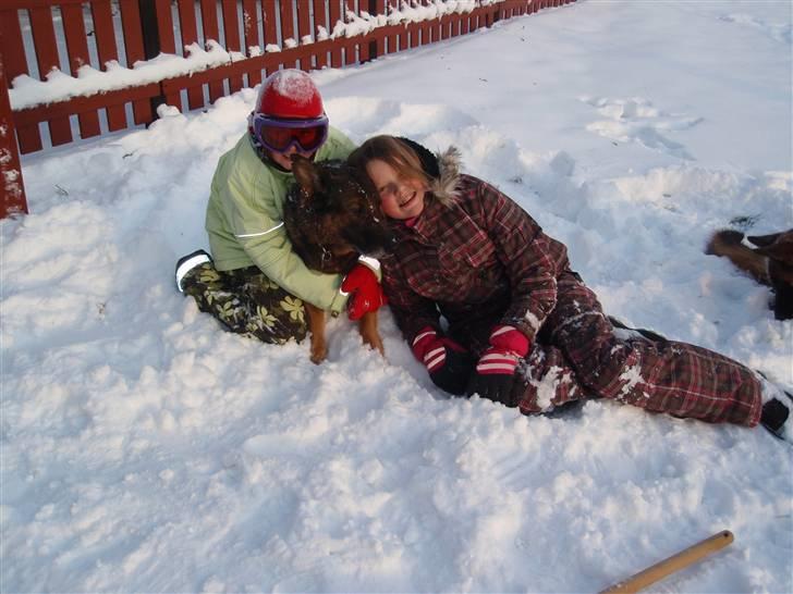 Schæferhund Sussi <3 billede 4