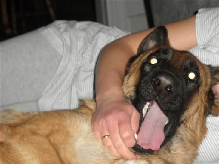 Schæferhund Team Sufra Fanti <3 billede 4