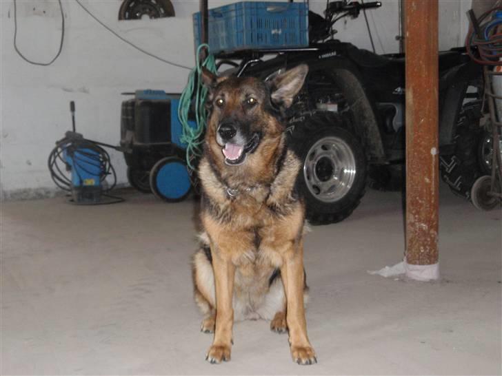 Schæferhund Sussi <3 billede 5