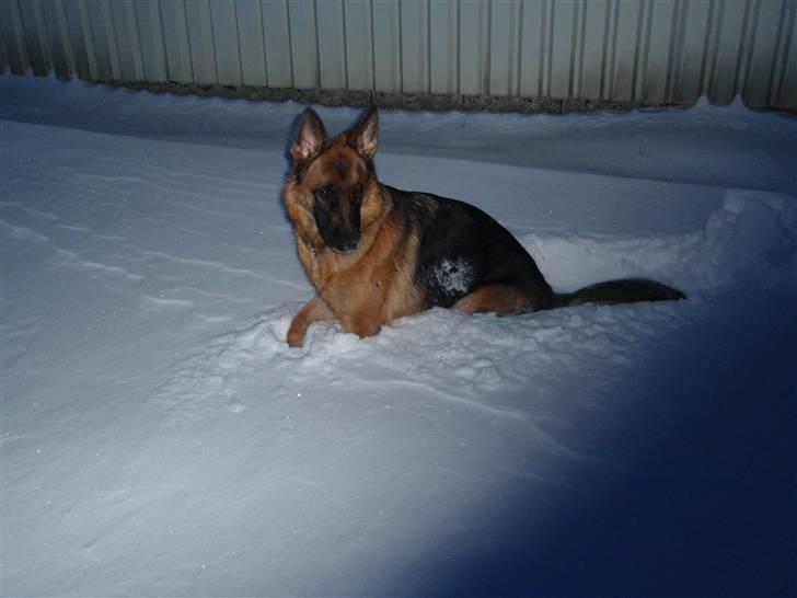 Schæferhund Team Sufra Fanti <3 billede 5