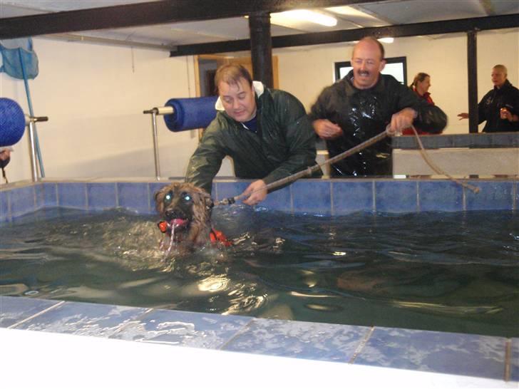 Schæferhund Team Sufra Fanti <3 billede 6