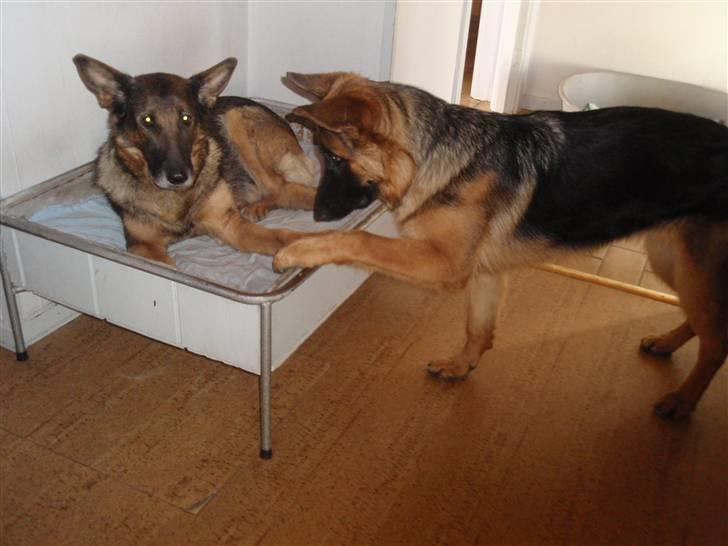 Schæferhund Sussi <3 billede 6