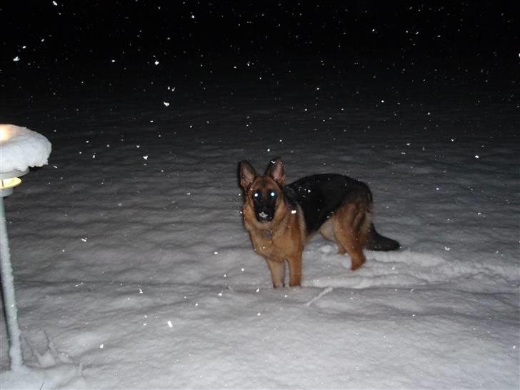 Schæferhund Team Sufra Fanti <3 billede 7