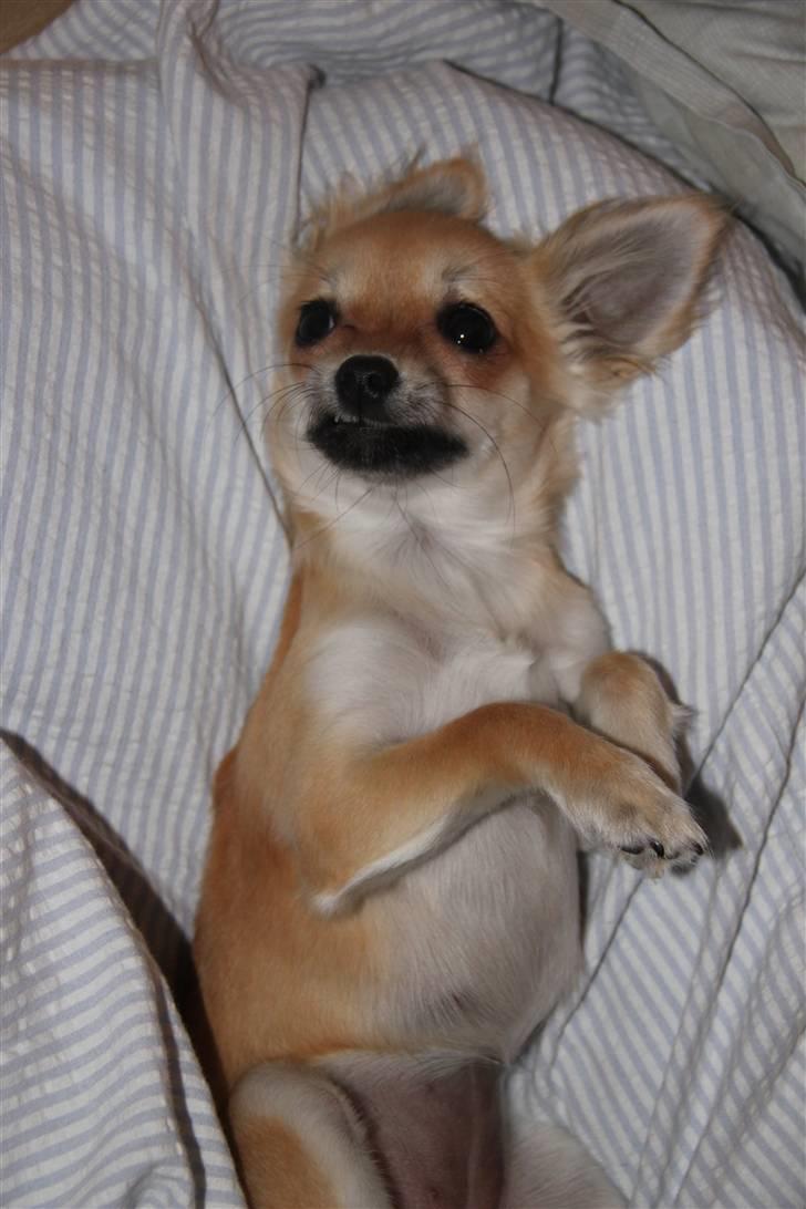 Chihuahua Paris - Paris 5mdr  billede 16