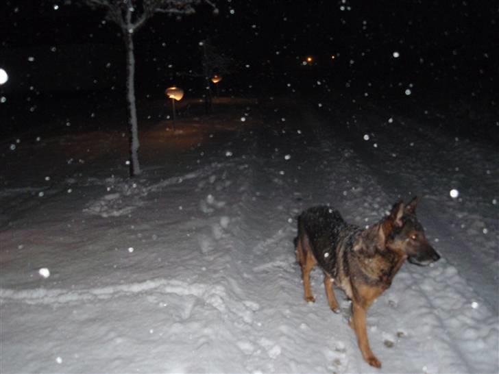 Schæferhund Sussi <3 billede 7