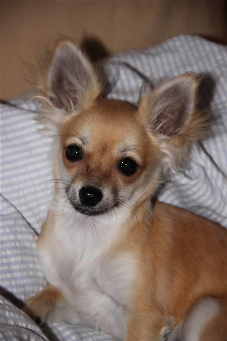 Chihuahua Paris - Paris 5mdr billede 17