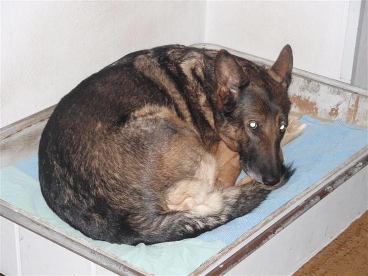 Schæferhund Sussi <3 billede 8