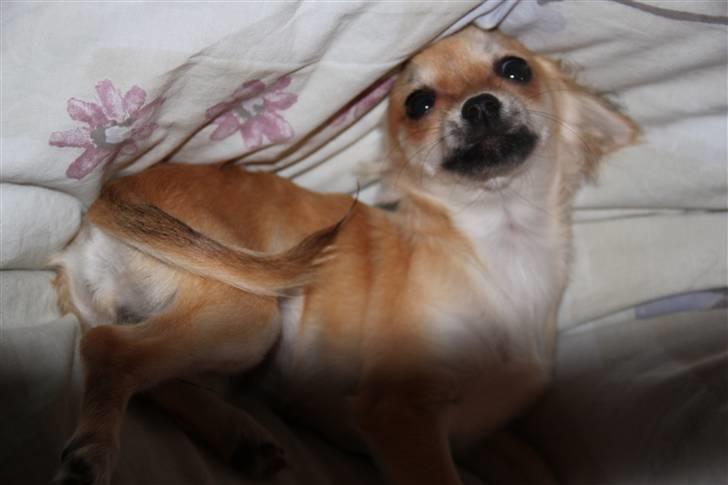 Chihuahua Paris - Paris 5mdr. billede 18