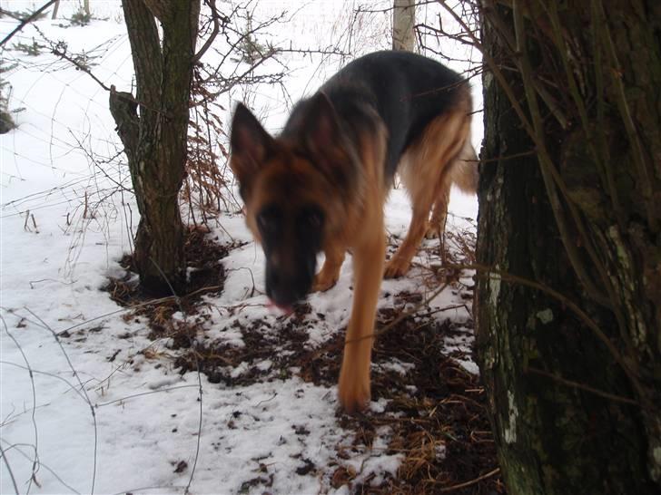 Schæferhund Team Sufra Fanti <3 billede 9