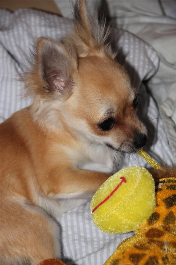 Chihuahua Paris - Paris 5mdr. billede 19