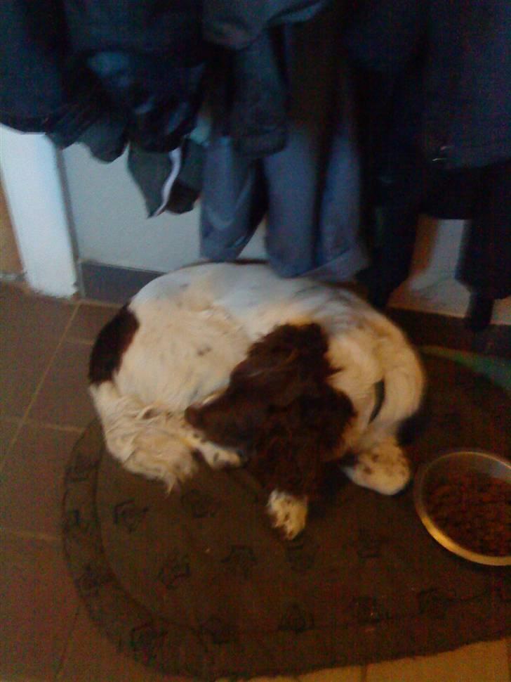 Engelsk springer spaniel Daco billede 2