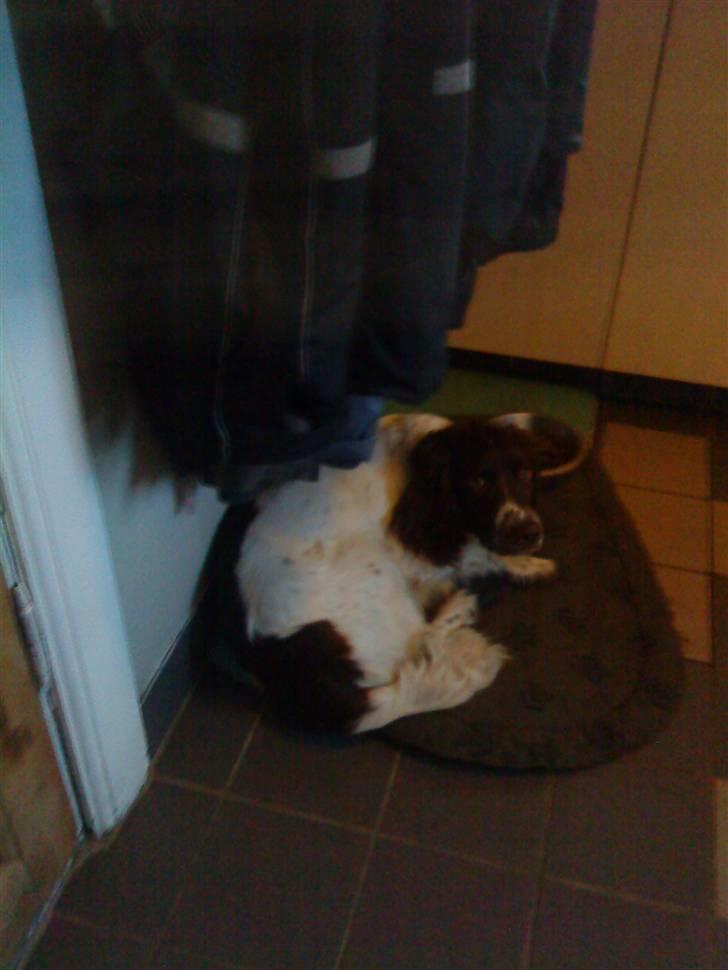 Engelsk springer spaniel Daco billede 4