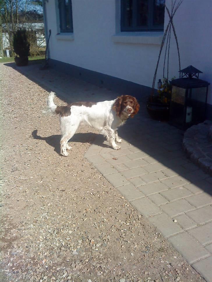 Engelsk springer spaniel Daco billede 5