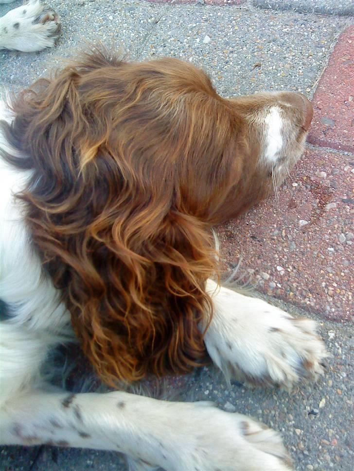 Engelsk springer spaniel Daco billede 6