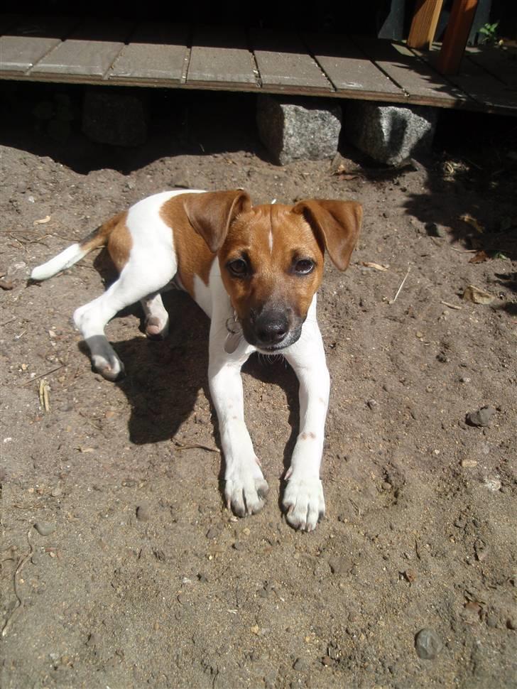 Dansk svensk gaardhund Sille - Sille havde fundet sig et godt sted i solen. (-: billede 5