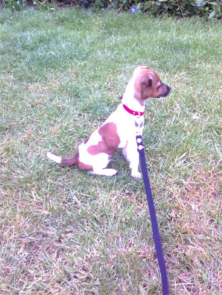 Dansk svensk gaardhund Sille - Silles første dag med snor på. (-: billede 6