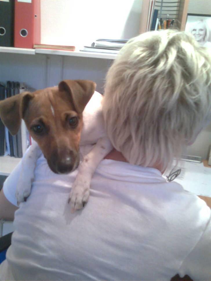 Dansk svensk gaardhund Sille - Awww lille hænge gøj. (-: billede 7