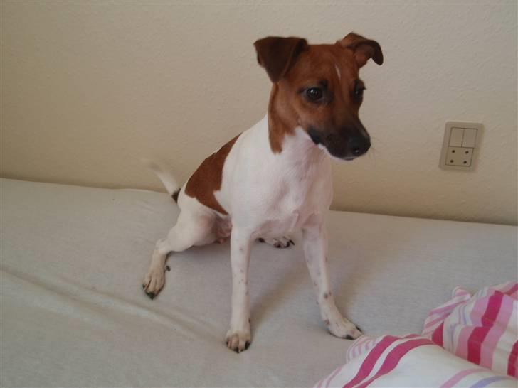 Dansk svensk gaardhund Sille - En lille frækkert, altid klar til at hente noget legetøj eller løbe en tur. (-: billede 8