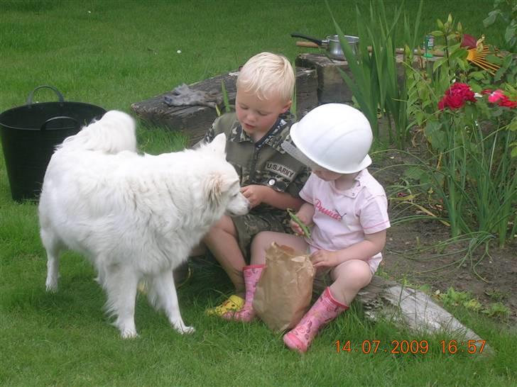 Dansk Spids Freja billede 13