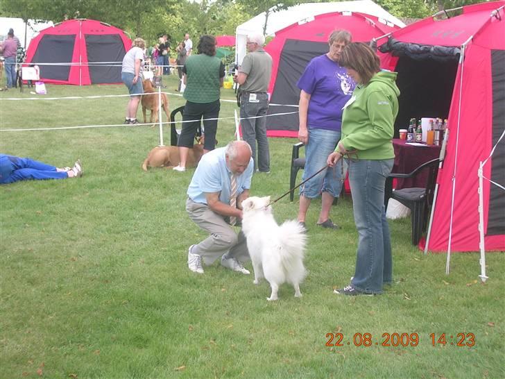 Dansk Spids Freja billede 14