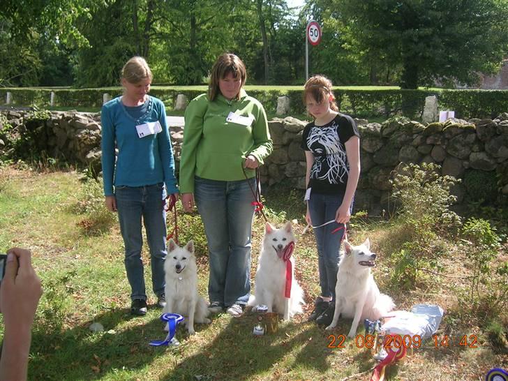 Dansk Spids Freja - Præmiehøst på broholm 2009. Freja i midten og hendes to døtre. billede 15