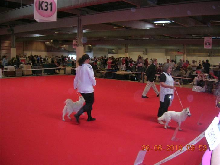 Dansk Spids Freja - Verdensudstilling i herning 2010, Freja fik en flot 2. plads. billede 16