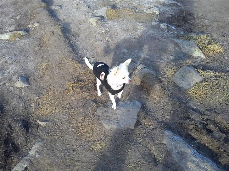 Chihuahua Lovely Isabella billede 9