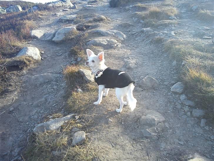 Chihuahua Lovely Isabella billede 10