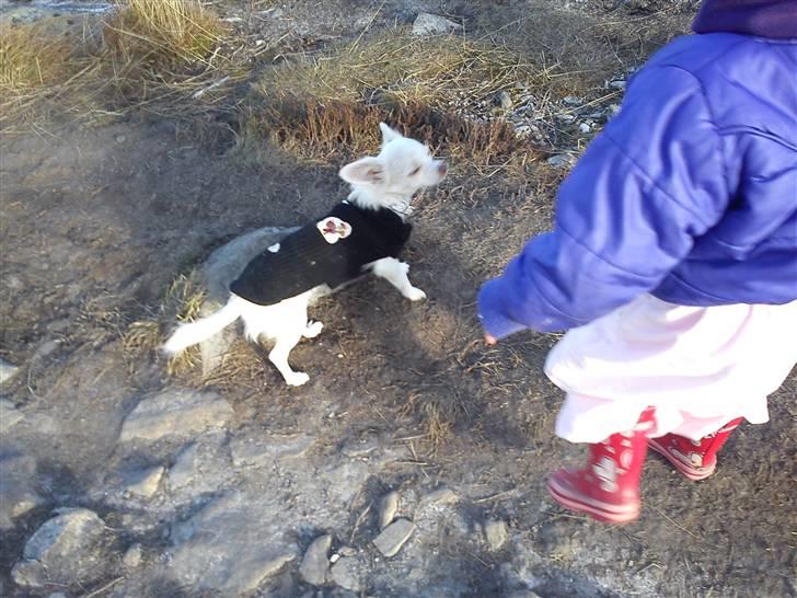 Chihuahua Lovely Isabella billede 11