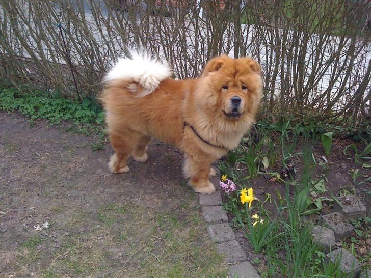 Chow chow Stagebo's X-Factor(Magnus - Magnus 1 år og 4 måneder gammel :) billede 15