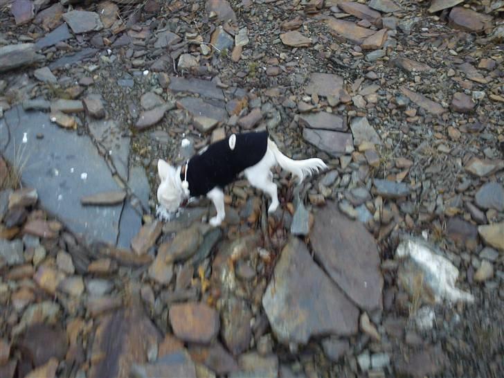 Chihuahua Lovely Isabella billede 12