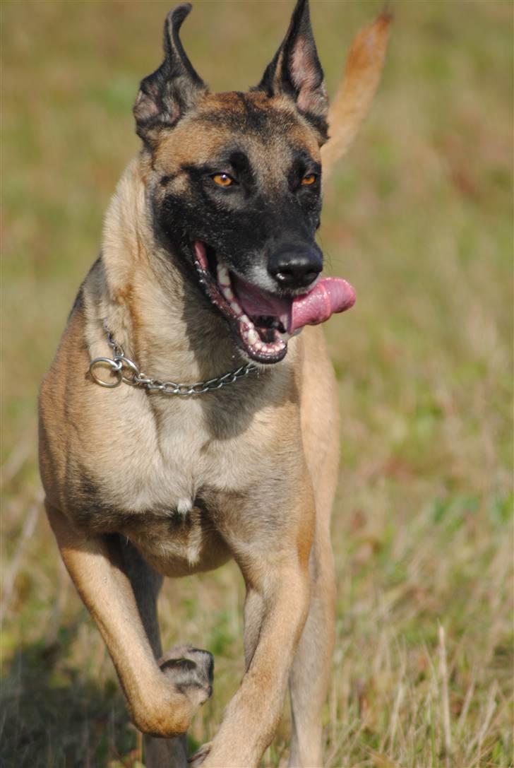 Malinois Crazy billede 1