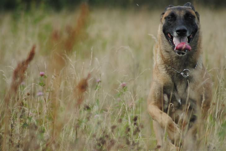 Malinois Crazy billede 2