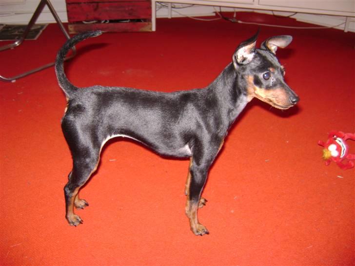 Dvaergpinscher Birthe K billede 1