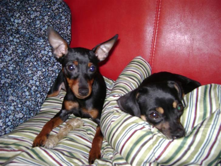 Dvaergpinscher Birthe K - Birthe til højre og Edith til venstre billede 2