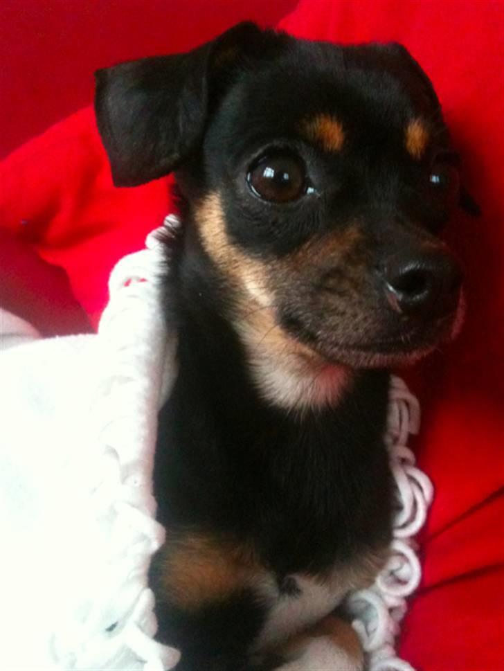 Blanding af racer Edith P billede 1