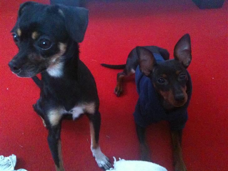 Blanding af racer Edith P - Edith til højre og Birthe til venstre billede 2