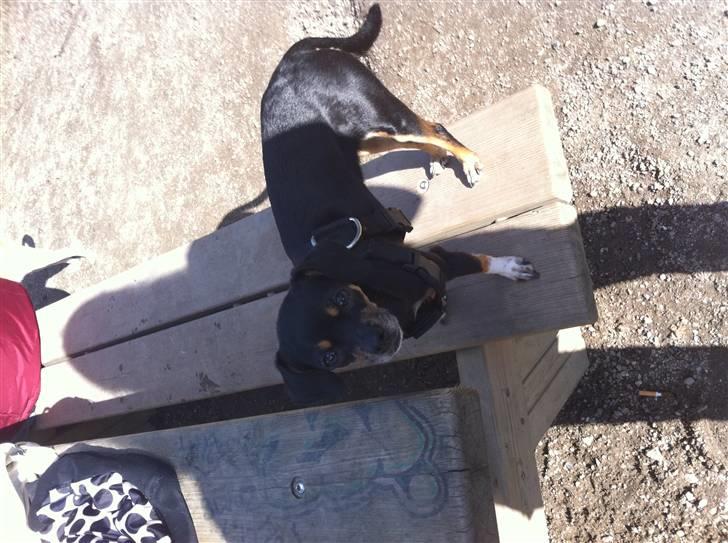 Blanding af racer Edith P billede 4