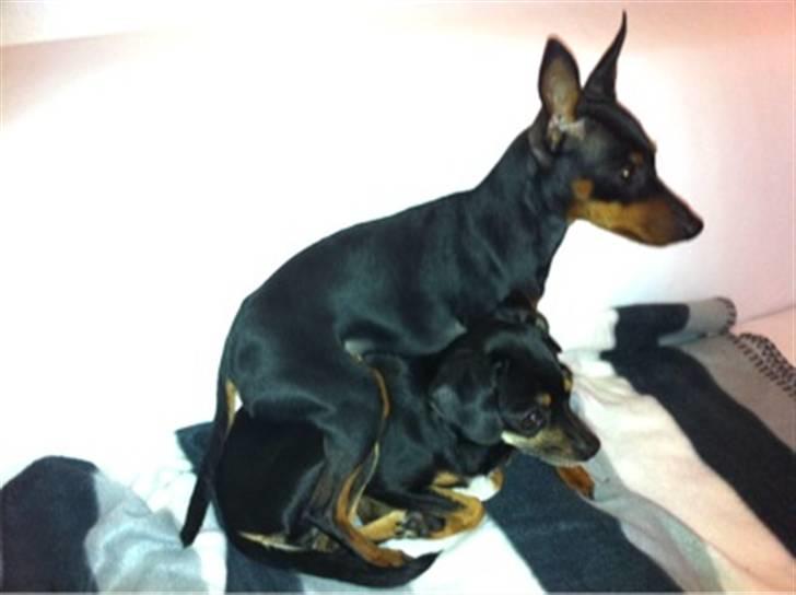 Blanding af racer Edith P - Birthe får lige en ridetur på Edith billede 6