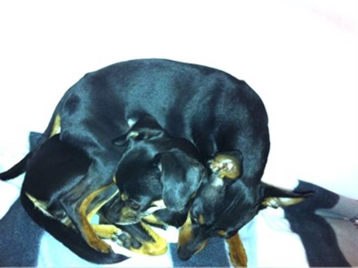 Blanding af racer Edith P - At power putte billede 7