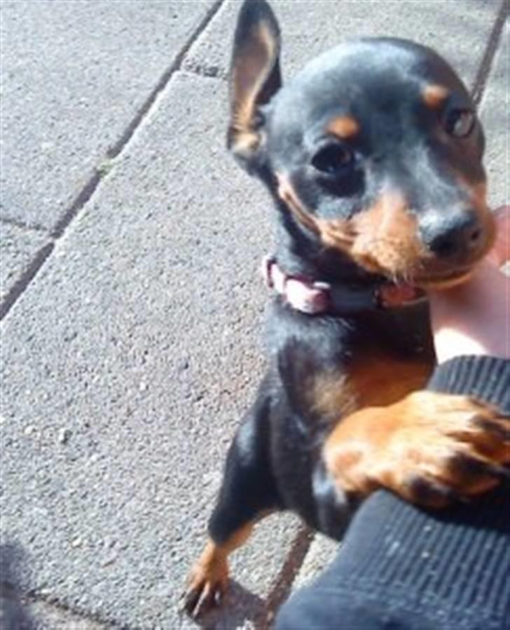 Dvaergpinscher Birthe K - Da hun var lille billede 3