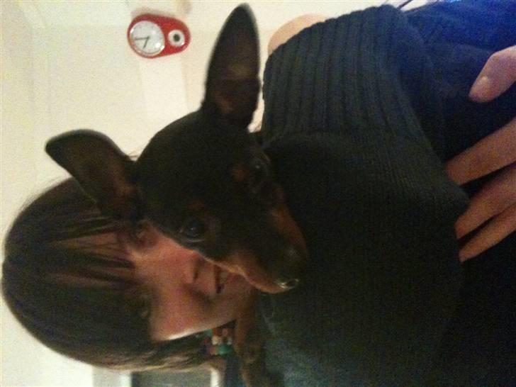 Dvaergpinscher Birthe K billede 4