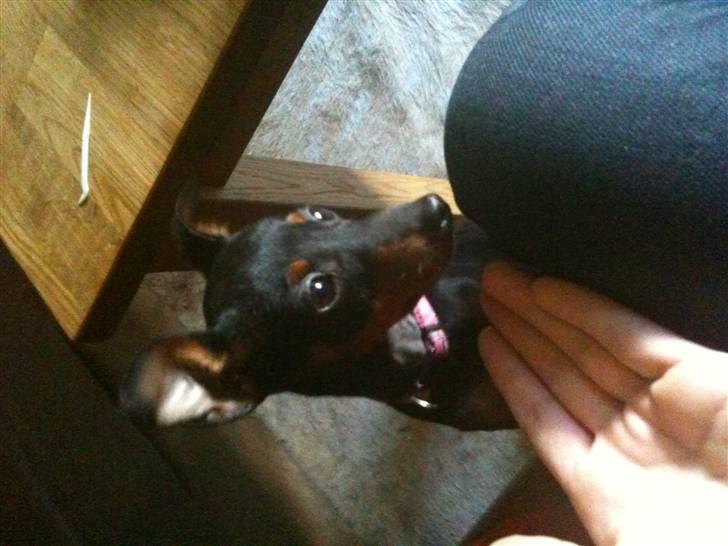 Dvaergpinscher Birthe K - Da hun var lille billede 5