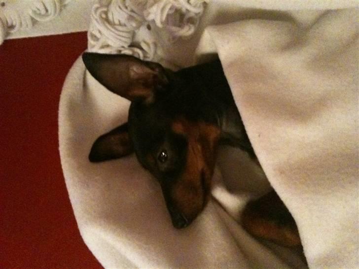 Dvaergpinscher Birthe K billede 6